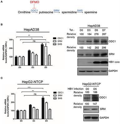 Difluoromethylornithine, a Decarboxylase 1 Inhibitor, Suppresses Hepatitis B Virus Replication by Reducing HBc Protein Levels